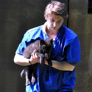 Gray Wolf, one of the Funny River Five rescued from the Funny River Fire so