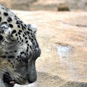 Snow Leopard