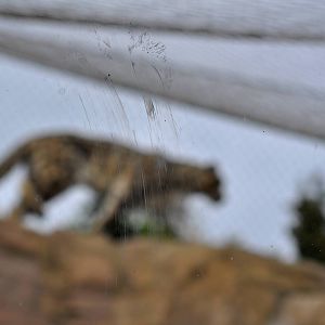 Muddy Snow Leopard paw prints on viewing glass
