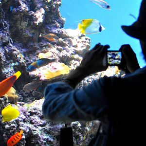 Reef fishes and Guest