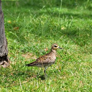 Pacific Golden Plover on Aquarium Grounds.