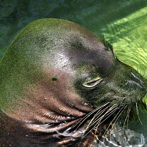 Hawaiian Monk Seal