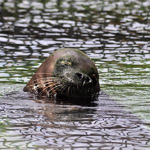 Hawaiian Monk Seal