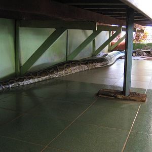 snake monastery in Bago