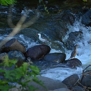 Torrent duck - Merganetta armata colombiana