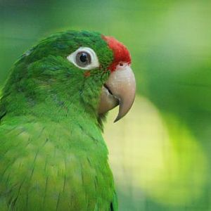Crimson-fronted Parakeet