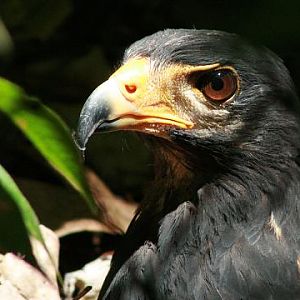 Great Black-hawk