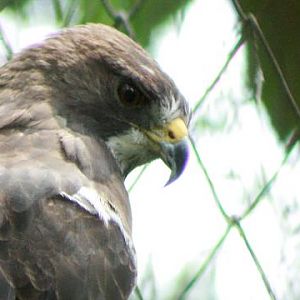 Barred Hawk