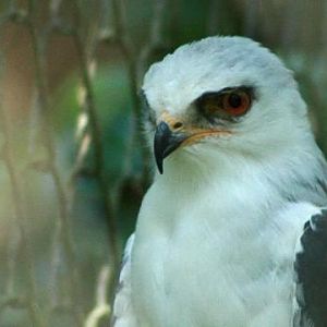 White-tailed Kite