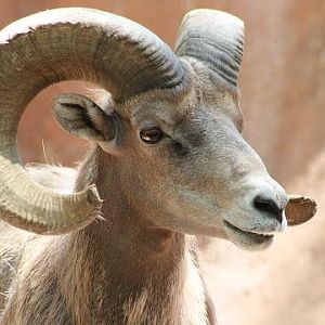 Desert Bighorn Sheep