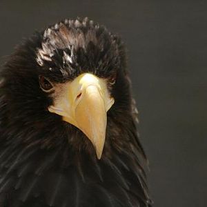 Steller`s Sea-eagle