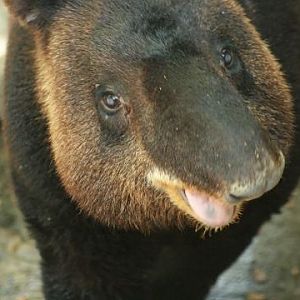 Mountain Tapir