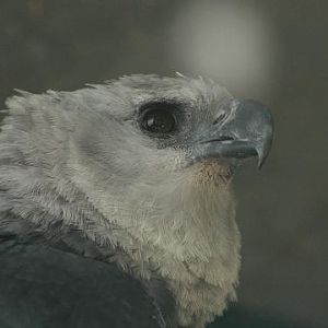 Harpy Eagle