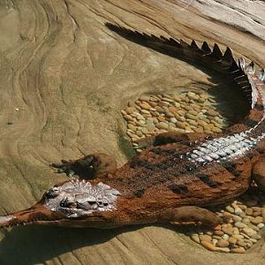 False Gharial