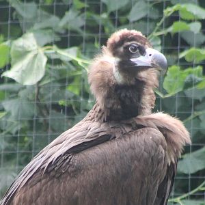 European black vulture