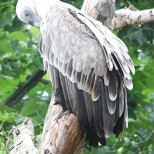 Griffon vulture