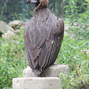 European black vulture