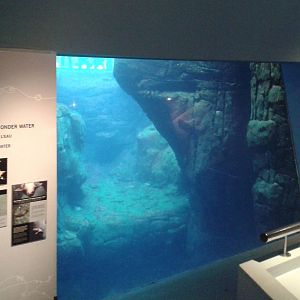 Underwaterviewing Seals