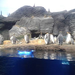 Penguin enclosure