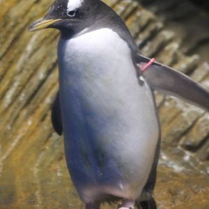 Gentoo penguin