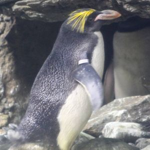 Macaroni penguin