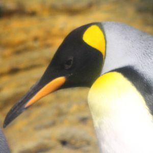 King penguin