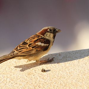 Dead Sea Sparrow?