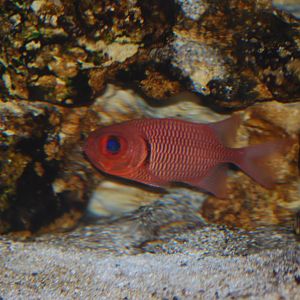 Squirrelfish species