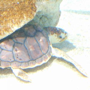 baby_loggerhead_sea_turtle