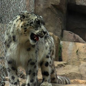 Snow Leopard