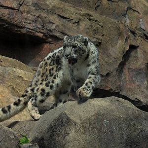 Snow Leopard