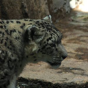 Snow Leopard