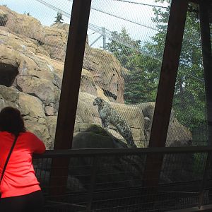 Snow Leopard Exhibit and Guest