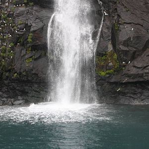 Black-legged Kittiwakes