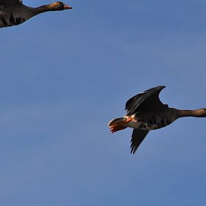 Greater White-fronted Geese