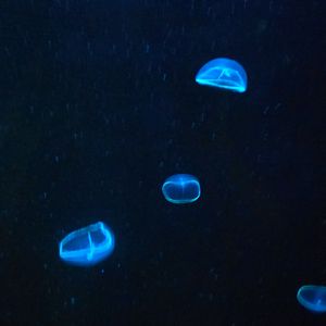 Cross jellies