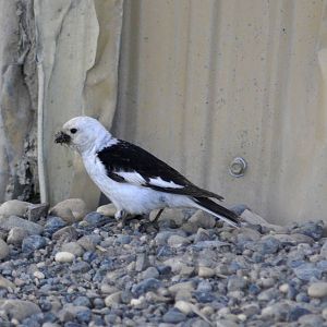 Snow Bunting