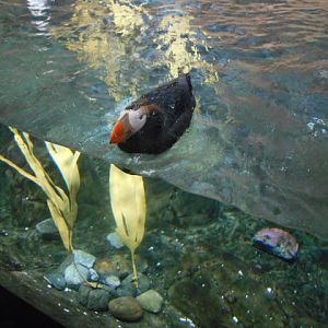 Tufted puffin