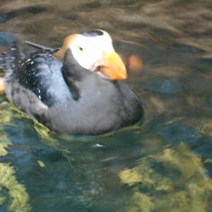 Tufted puffin