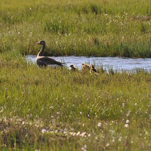 Greater White-fronted Geese