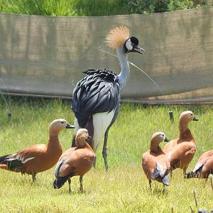 Jun. 2014 - Africa - Phase IV (New 2014!) - East African Crowned Crane + Ru