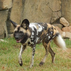 Jun. 2014 - Africa - Painted Dog Valley (New 2014!) - Imara