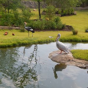 Jul. 2014 - Africa - Africa Plains - Pink-backed Pelican + Ruppells Vulture