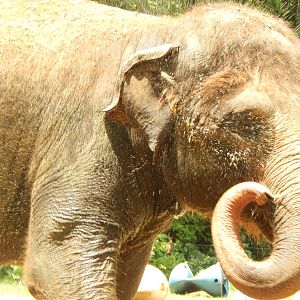 Jun. 2014 - Elephant Reserve - Jati Giving Herself a Bath
