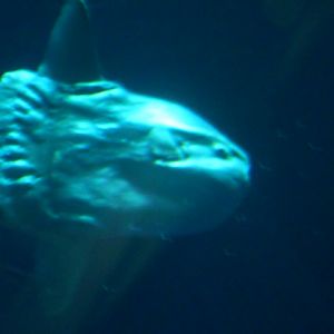 Mola mola