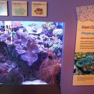 Giant clam tank