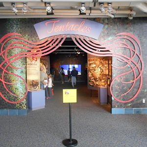 Tentacles exhibit