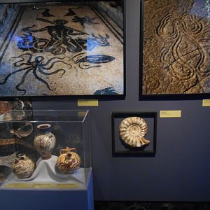 Tentacles display on cephalopods in art and history