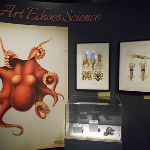 Tentacles display on cephalopods in art and history