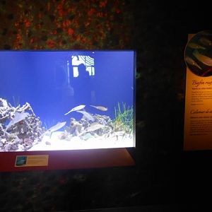 Big fin reef squid exhibit